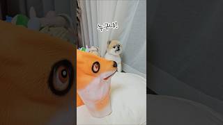 어딜 감히!!   무서워 시바..  #funnyshorts #귀여운강아지 #cutedog #더빙농장 #dog #puppy #애완