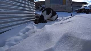 [閲覧注意] 猫がネズミ狩りに成功した瞬間～食べるまで(フルバージョン)