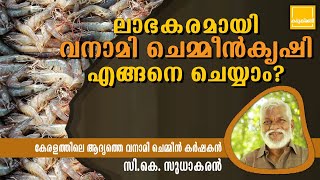 Vannamei Shrimp farming /കേരളത്തിലെ ആദ്യത്തെ വനാമി ചെമ്മീൻ കർഷകൻ/Chemmeen krishi malayalam/Vannamei