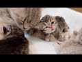 The kitten was so cute when she opened her eyes and saw her mother for the first time!