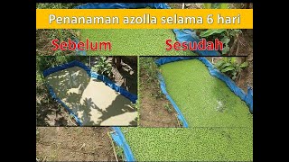 PANDUAN LENGKAP!! CARA MENANAM AZOLLA UNTUK PEMULA