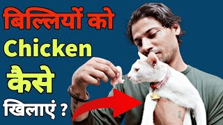 बिल्लियों को chicken कैसे खिलाएं ? || How to feed chicken to cat's ?