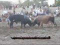 oman bull butting