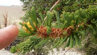 #5 The Bristlecone Pines of Schulman Grove