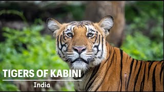 KABINI TIGER SAFARI NOV 22 - 4K