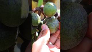 Female Bismark palm with many fruits