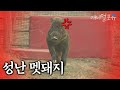 충격...성난 멧돼지는  【　　　　　】 하나면 물리칠 수 있다  I KBS 스펀지 041127 방송