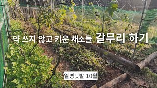 열평텃밭(11)/열심히 따 먹은 고구마순에 고구마가 달릴까?/포대화분에 기른 생강수확하기 / 멀칭으로 심은 땅콩 수확 / 고춧잎 정리 / 토마토..안녕~ /가을 갈무리