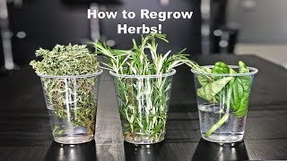 How to Regrow Herbs!