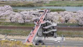 【旅エイター】桜前線『船岡城址公園・白石川堤③』　宮城県大河原町・一人旅