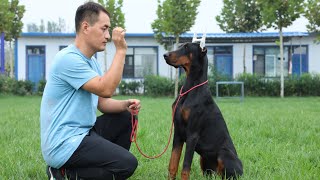 涨知识！原来杜宾那帅气的耳型是这么来的！\\Increasing knowledge!How Doberman's handsome ears come from!