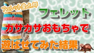 【フェレット動画】フェレット大好きなカサカサ音のする小型犬用のおもちゃで遊ばせてみた結果