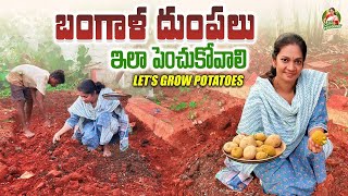 How to  grow Potatoes ?/ బంగాళ దుంపల్ని ఎలాంటి మట్టిలో,ఏ టైంలో, ఎలా పెంచాలి? @ @MADGARDENER