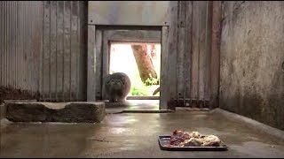 忍び足のマヌルネコ 旭山動物園　The Manul cat approaching with shinobi feet Asahiyama Zoo