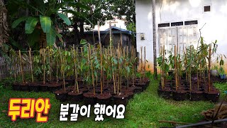 ep322 두리안 분갈이 (초생재배, 자연재배)