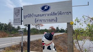 มูลนิธิสงเคราะห์สัตว์บ้านบางเลน นครปฐม ไปฮีลใจ เจอน้องหมา แมว  | EP.4 Journey เจอนั่น เจอนู้น #vlog