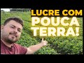 COMO GANHAR DINHEIRO COM APENAS 1 HECTARE DE TERRA