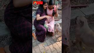 ഞങ്ങളുടെ മിൽക്കി pug ഇഷ്ടം ആണോ #anjithanair #trending #youtubeshort #shorts