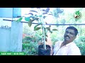 amman nursery garden குறைந்த விலையில் அதிக லாபம் தரும் தரமான செடி மற்றும் மர வகைகள் cuddalore