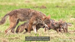 Coyote Awareness Week 2024