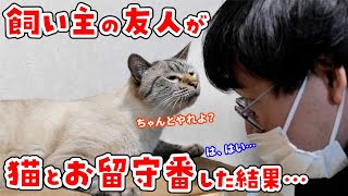 【飼い主不在】初めてのお留守番で猫たちは心を開いてくれるのでしょうか？