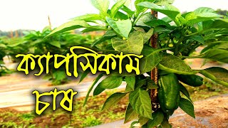 ক্যাপসিকাম চাষ পদ্ধতি।। জাঁত নির্বাচন।। পরিচর্যা।। রোগ প্রতিকার।। কৃষি ও খামার।।Capsicum cultivation