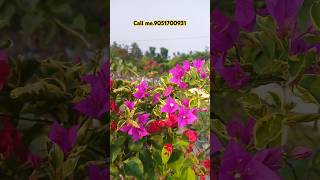 Bougainvillea plant online sale (9051700931) #bougainvillea #viralvideo