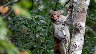 25 escaped monkeys captured in South Carolina, 18 remain on the loose