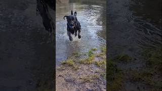 The Majestic Labrador..#subscribe #labradoradventures #shortsviral #slowmotion