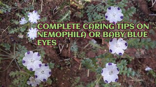 COMPLETE CARING TIPS ON NEMOPHILA OR BABY BLUE EYES