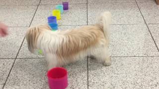 Super cute dog trick, stacking cups, clever smart dog Betty Wilson