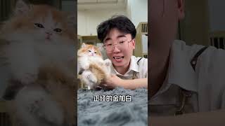 猫咪找家长 又骗我养猫 小奶猫 这小猫谁养谁不迷糊 熊版金渐层