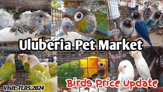 JP Budgies, Cockatiel, Conure current price update at Uluberia pet market #pets #bird #trending