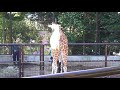 2017年9月18日 野毛山動物園➁