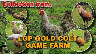 Photo Collection | LGP Gold Colt Game Farm