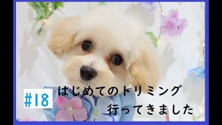 【生後5か月のマルプー】初めてのトリミングに行ってきました。の巻/のえるくん成長記録＃18