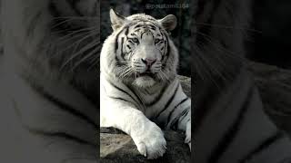 look at those Fearless eyes🤴🔥🔥🔥 | eyes on fire | tiger | animals for life