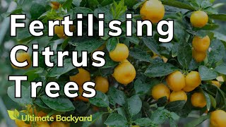 How to Fertilise Citrus Trees in Australia 🍋🍋🍋 (+ The Best Citrus Fertiliser)