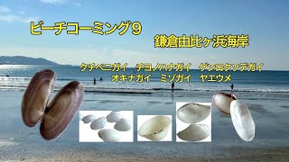 ビーチコーミング９ 鎌倉由比ヶ浜　口紅の様な貝殻　薄くて繊細な貝殻　波が穏やかな海岸に生息　ネーミングが素敵な貝達　貝殻拾い　岩に穴を開けて棲む貝