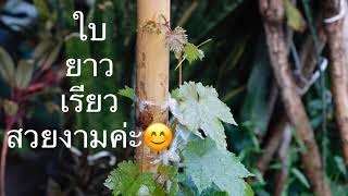 ปลูกองุ่นสวีทแซฟไฟร์ในเข่งพลาสติก🌱EP.1