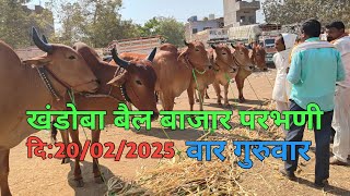 परभणी खंडोबा बैल बाजार | Parbhani Bail Bazar | Ox Market | Akash Gawakadacha Bazar