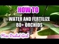 How I water and fertilize 80+ Orchids