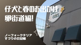 仔犬と春のお出かけ卵街道編！【ノーフォークテリア】