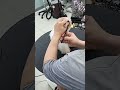 추건우애견미용학원 persuavis 말티즈 베이비컷 변형베이비컷 알머리 총청리 korean style dog s face scissoring maltese