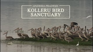 Kolleru Bird Sanctuary || Birding in Andhra Pradesh