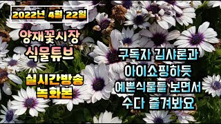 2022년 4월 22일 금요일  구독자 김샤론과 쇼핑하듯 천천히 예쁜식물들  보면서  수다즐겨봐요 #양재꽃시장 #식물튜브