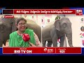 మాట్లాడే ఏనుగు.. ఎక్కడంటే.. elephant talking in english big tv