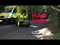 Humane Animal Dispatch | NEWS