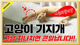 [펫공감111] 고양이가 기지개를 자꾸 켬다면? 절대 그냥 지나치지 마세요!ㅣ고양이자세ㅣ고양이행동ㅣ고양이기지개