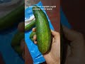 unboxing organic fresh vegetable cucumber winter special unboxing vegetables cucumber organic